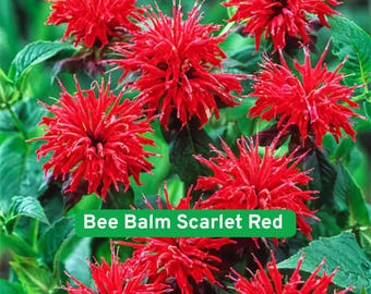50 Scarlet Bee Balm Seeds, Red Monarda didyma, Perennial Pollinator Flower, Hummingbird Favorite