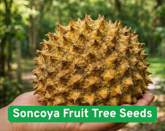 Soncoya Fruit Tree Seeds: Annona Purpurea, Exotic Rare Tropical | 5 Seeds