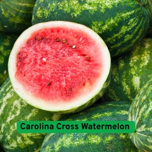 May include: A close-up of a halved Carolina Cross watermelon, revealing bright red flesh with black seeds. The rind is green with darker green stripes. Other whole watermelons surround the cut fruit.