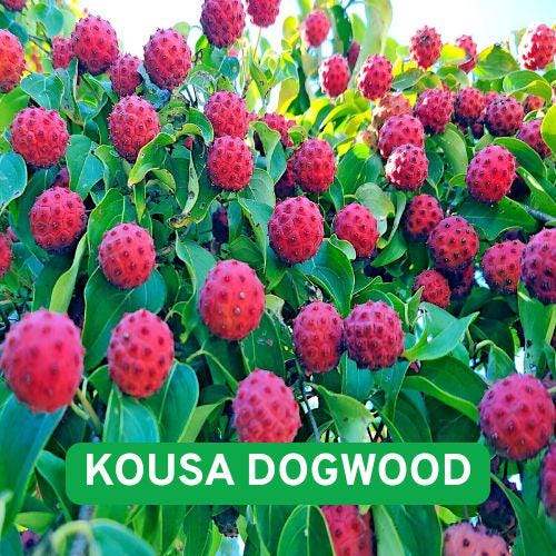 Bonsai Cornus Kousa - Etsy