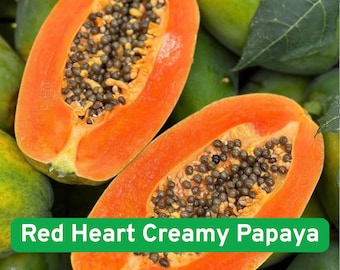 50 Red Heart Creamy Papaya Seeds Sweet, Creamy Tropical Fruit for Home Garden Growing