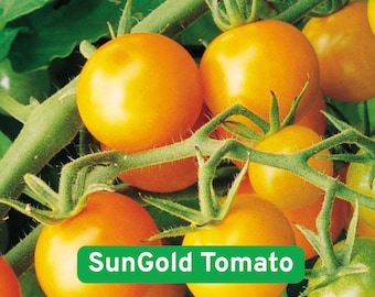 25 SunGold F1 Tomato Seeds, Bonus Seed Pack