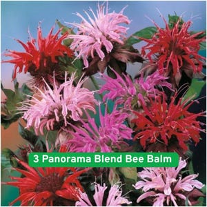 Panorama Blend Bee Balm Seeds For Planting Monarda didyma 300 Seeds Per Packet, vibrant, aromatic perennial grown from seed