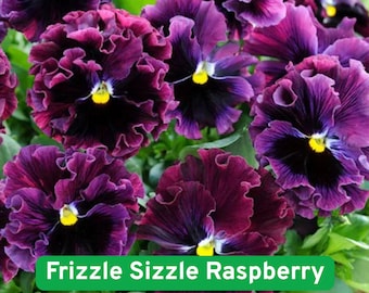 200 Frizzle Sizzle Raspberry Pansy, Viola Seeds for Garden