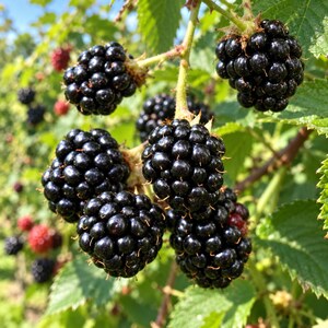 May include: A cluster of ripe, glossy black blackberries hanging from a green vine with serrated leaves. The berries are composed of numerous small, rounded drupelets, showing a deep dark color and a shiny texture against the bright green foliage.