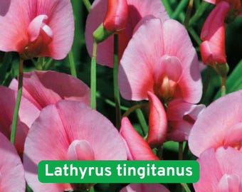 50+ Rose Pink Sweet Pea Seeds, Fragrant Garden Blooms