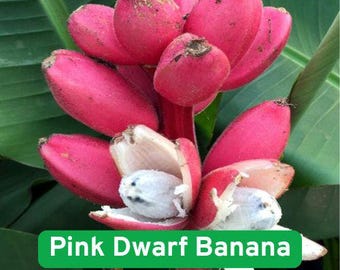 Pink Dwarf Banana Tree Seeds: Rare Musa velutina for Garden