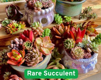 500 Rare Succulent Seeds Mix, Vibrant Blue and Rainbow Echeveria Crassula Types