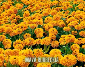 Maya Rudbeckia Seeds: Double Bloom Black Eyed Susan, Yellow Perennial