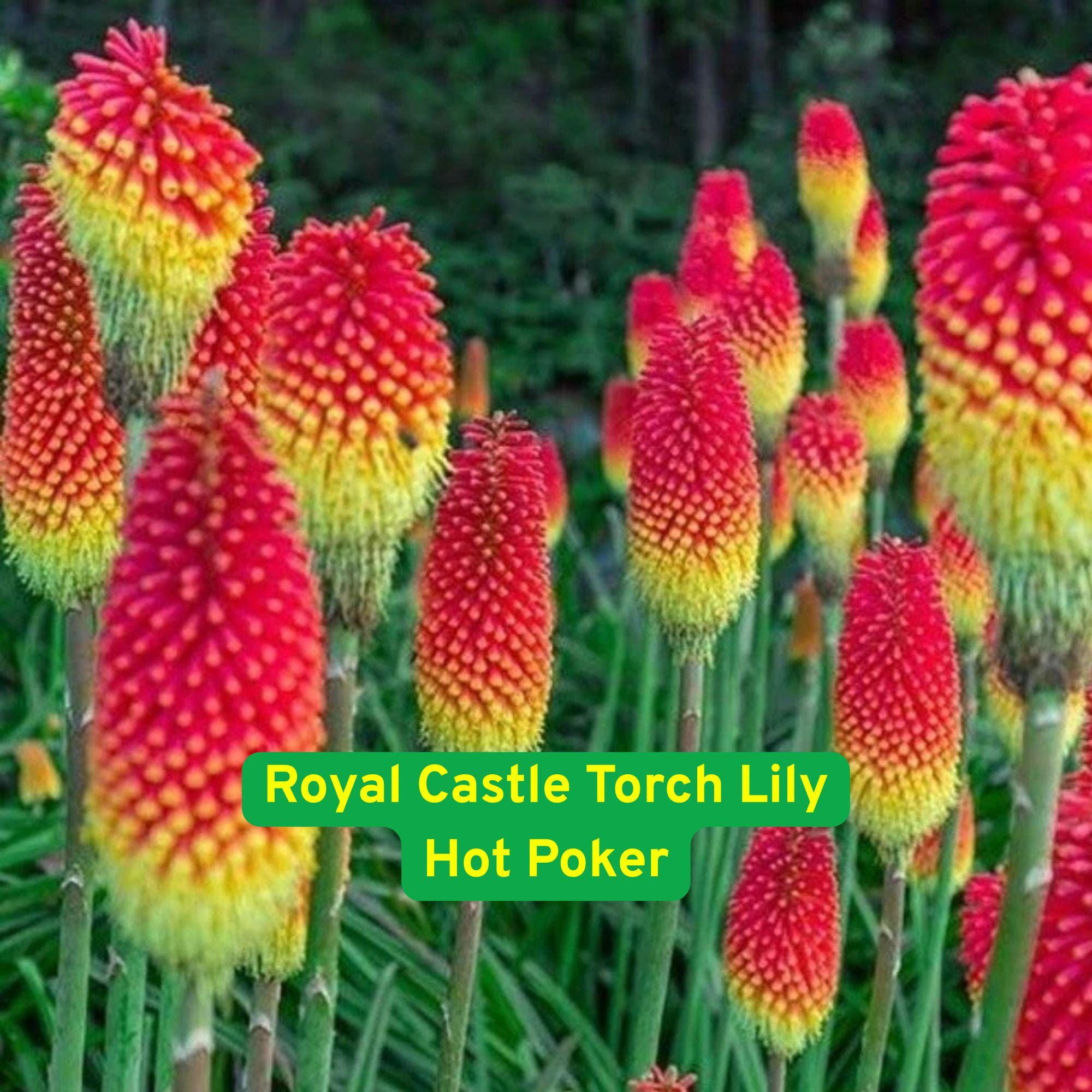 Royal Castle Torch Lily Seeds: Red Hot Poker Perennial Flower - Etsy
