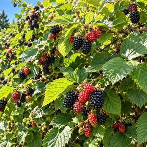 May include: A lush blackberry bush featuring numerous clusters of ripe, dark black berries and smaller, unripe red berries. The plant has vibrant green, serrated leaves and thin, woody stems, all captured under bright, natural sunlight.