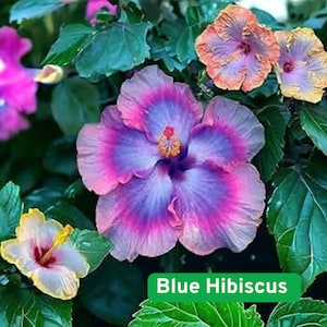 30 Blue Hibiscus Seeds Rare Flowering Shrub, Tropical Garden Plant, Fast Growing Blooms