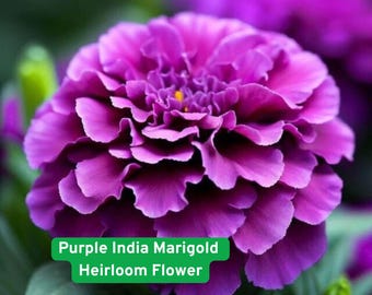 Purple India Marigold Seeds: Heirloom Flower, Vibrant Blooms, Easy to Grow