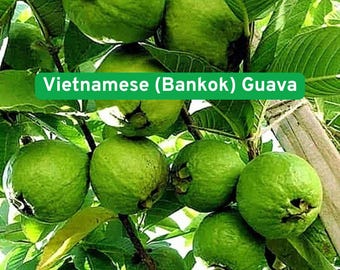 50 Giant Vietnamese Bangkok Guava Seeds, Sweet Crisp Tropical Fruit, Large Heirloom Variety