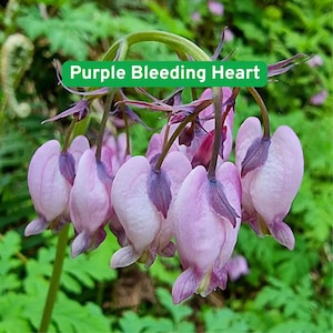 May include: Close-up of purple bleeding heart flowers. The heart-shaped blooms are a soft pink with darker purple accents. The flowers hang from green stems against a backdrop of green foliage. Text on the image reads "Purple Bleeding Heart."