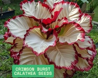Crimson Burst Calathea 25 Seeds, Rare Tropical Foliage Plant, Indoor Houseplant, Exotic Patterned Leaves