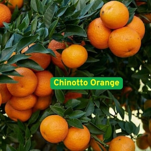 5 Chinotto Orange Seeds, Rare Bitter Citrus, Compact Tree for Containers, Italian Variety