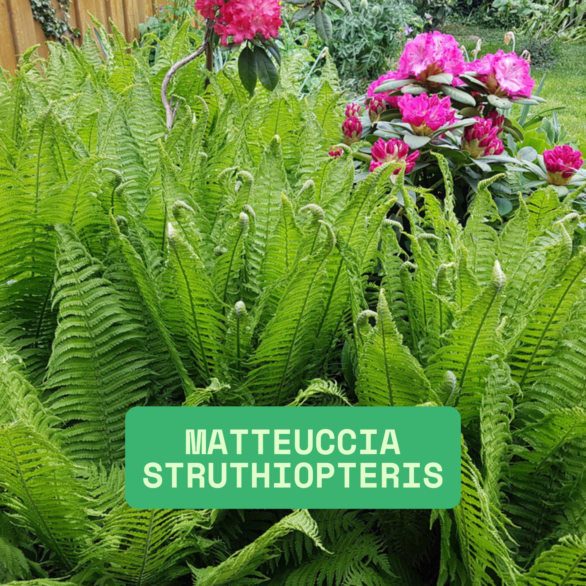Lush Woodland Elegance, Ostrich Fern Roots for Planting, Matteuccia ...