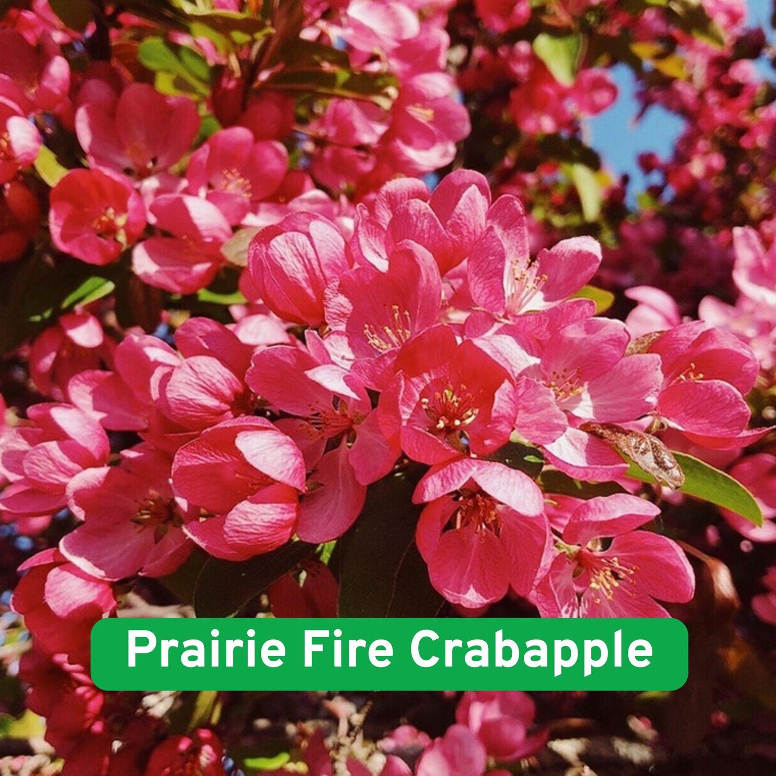 25 Prairie Fire Crabapple Tree Seeds: Ornamental Pink Blossoms - Etsy