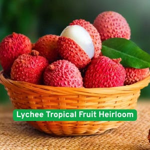 10 Lychee Seeds Tropical Fruit, Heirloom Variety, Sweet & Juicy Exotic Tree