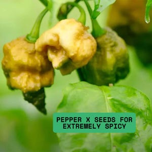 Pepper X 25 Seeds: World&#39;s Hottest Chili, Rare Spicy Variety