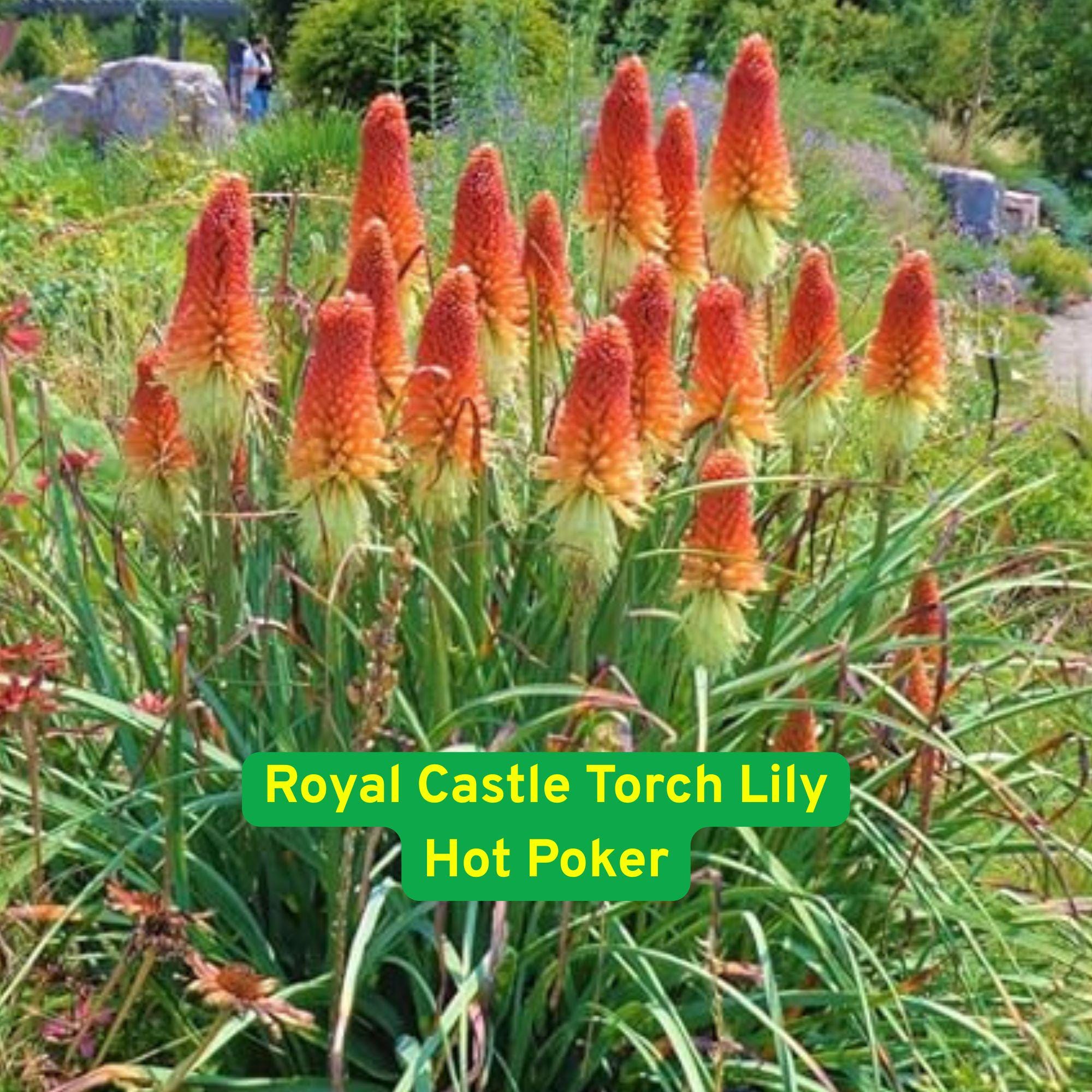Royal Castle Torch Lily Seeds: Red Hot Poker Perennial Flower - Etsy