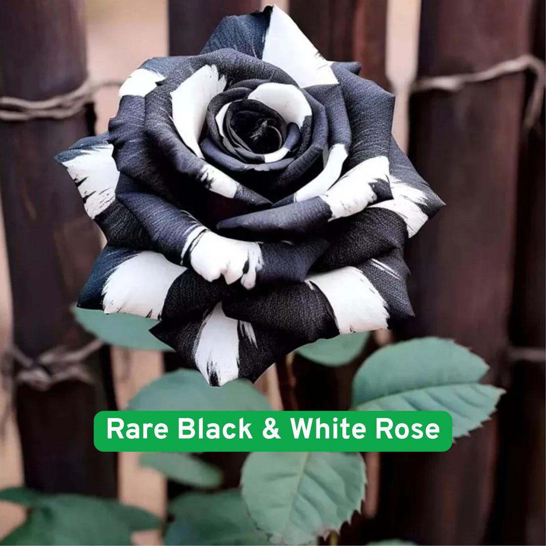 20 Rare Black & White Rose Seeds, Unique Bicolor Rose, Elegant