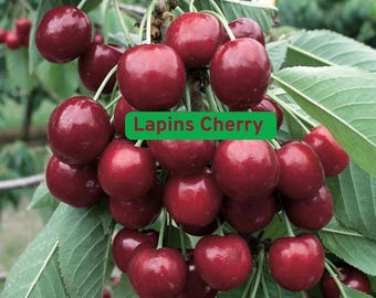 10 Lapins Cherry Seeds, Sweet Dark Cherry Tree, Cold Hardy, Self Pollinating