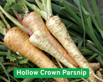 Hollow Crown Parsnip Seeds, Heirloom Vegetable, Home Gardening