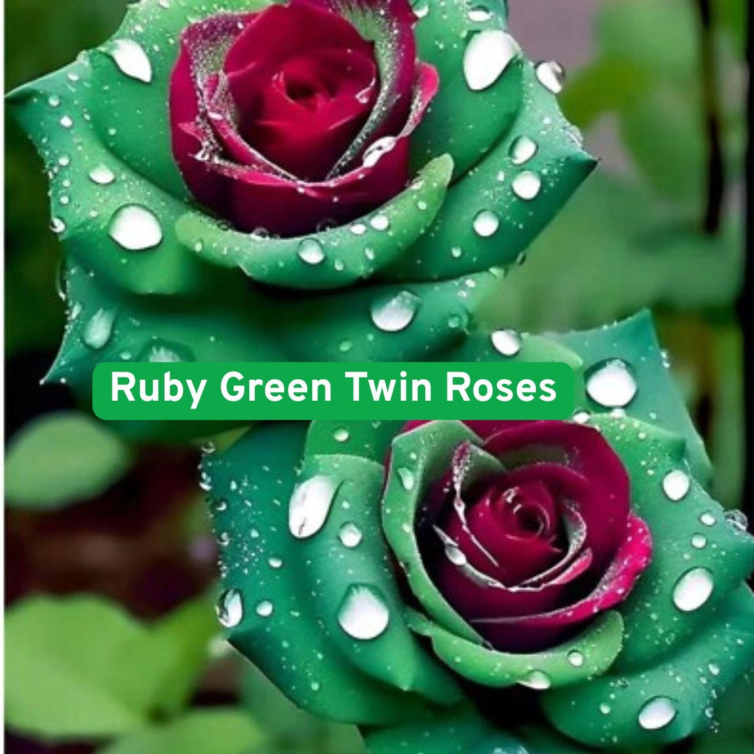 Two Green Roses Ruby Green Twin Rose Seeds: Rare Bicolor Double Blooms - Etsy