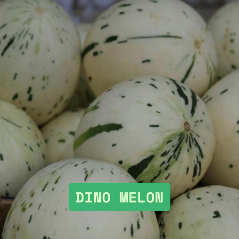 Ali Deno Rind Gaya Melon Seeds, Very Sweet Dino, 20 Seeds - Etsy
