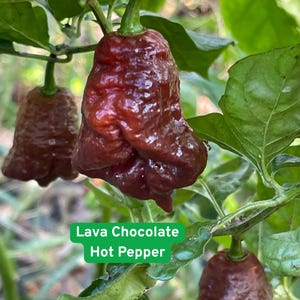 25 Lava Chocolate Hot Pepper Seeds, Rare Superhot Chili, Rich Color & Intense Heat