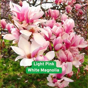 5 Light Pink White Magnolia Seeds, Elegant Fragrant Tree, Magnolia Soulangeana