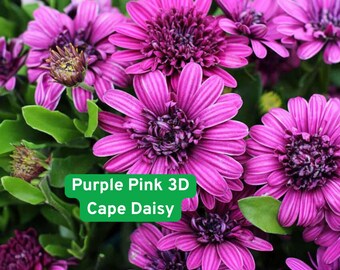 Könnte beinhalten: Nahaufnahme von leuchtend lila und rosa Kapmargeritenblüten mit dunklen Zentren und grünem Laub. Der Text "Purple Pink 3D Cape Daisy" ist in einem grünen Feld enthalten.