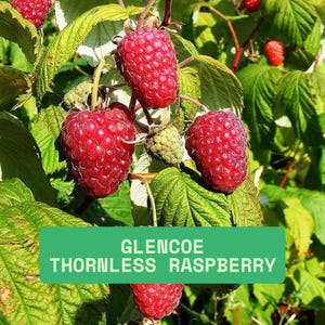 May include: Close-up of Glencoe thornless raspberries, vibrant red berries, and green leaves. The image features several ripe raspberries, with a few unripe ones. The text "Glencoe Thornless Raspberry" is displayed on a green rectangle.