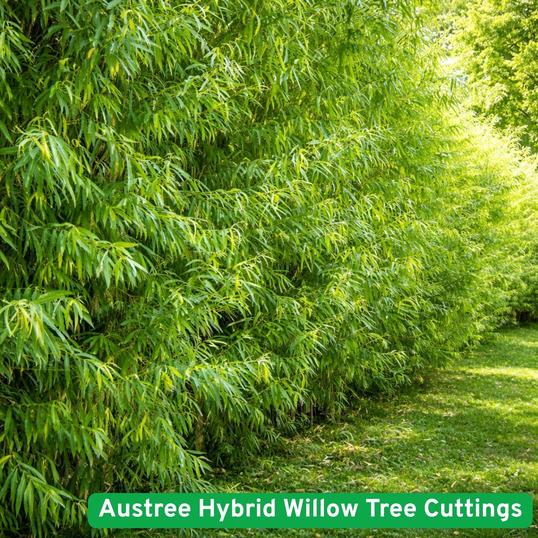 20 Austree Hybrid Willow Tree Cuttings: Fast Growing, Windbreak Privacy ...