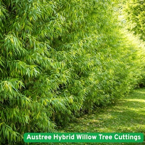 May include: A dense row of Austree Hybrid Willow Tree cuttings, showcasing vibrant green foliage. The image captures the lush, leafy texture of the trees, with a grassy area in the foreground and sunlight filtering through the leaves.