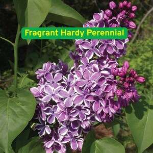 25 Dark Purple Lilac Seeds, Fragrant Syringa Vulgaris, Hardy Flowering Shrub