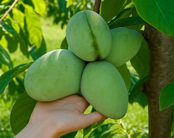 25 Peterson Papaya Seeds for Garden Planting, Sweet Tropical Fruit Tree Seeds