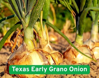 May include: Close-up of Texas Early Grano Onions growing in the soil. The onions have a light brown outer layer and green stalks. The text "Texas Early Grano Onion" is displayed on a green banner at the bottom of the image.