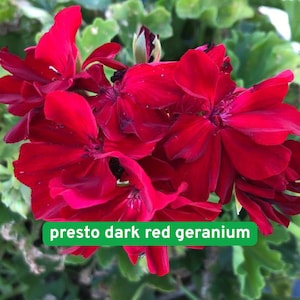 25 Presto Dark Red Geranium Seeds, Compact Zonal Pelargonium, Early Blooming Flower