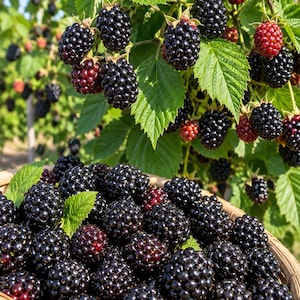 May include: A woven basket filled with ripe, dark blackberries, with additional clusters of blackberries and green leaves hanging from the bramble bush in the background, showcasing a mix of deep black and reddish-purple fruit.