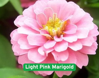 25 Light Pink Marigold Seeds, Rare Bloom Color, Easy-to-Grow Annual, Garden  & Border Flower