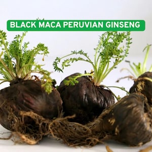May include: Close-up of several black maca roots with green leafy sprouts. The roots are dark brown and have a rough texture, with visible root hairs. The text "BLACK MACA PERUVIAN GINSENG" is displayed in a green banner at the top.