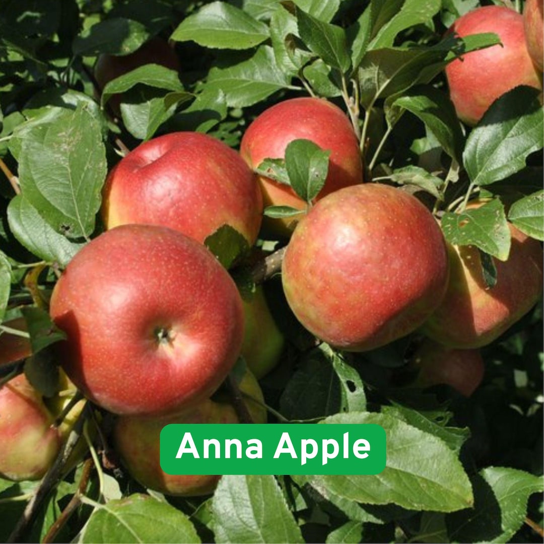 25+ Anna Apple Seeds: Fast-growing Heirloom Fruit Tree Variety - Etsy