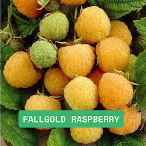 May include: Close-up of Fallgold raspberries, showcasing a mix of ripe golden-yellow and unripe green berries. The image highlights the textured surface of the fruit and the surrounding green leaves.