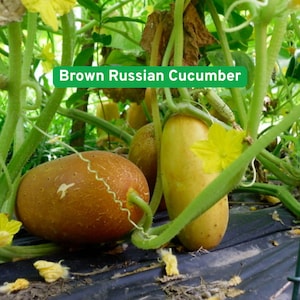 May include: Image of Brown Russian Cucumbers growing on a vine. The cucumbers are various shades of brown and yellow, with a slightly bumpy texture. The text "Brown Russian Cucumber" is displayed in a green rectangle.