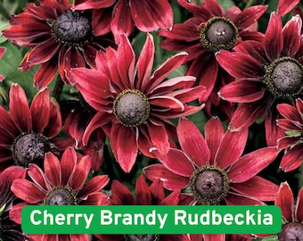 Cherry Brandy Rudbeckia Seeds, Heirloom Deep Red Black Eyed Susan
