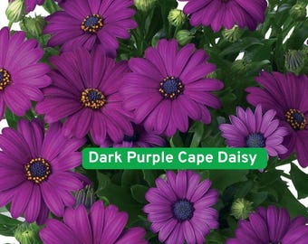May include: A cluster of dark purple Cape Daisy flowers with yellow centers and dark blue centers. The petals are a deep purple hue, and the green foliage provides a contrasting backdrop. The image includes the text "Dark Purple Cape Daisy".