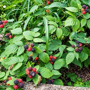 K&ouml;nnte beinhalten: Ein Brombeerstrauch mit Trauben aus reifen schwarzen und unreifen roten Beeren. Die Pflanze hat gezackte gr&uuml;ne Bl&auml;tter und d&uuml;nne St&auml;ngel, wobei einige Beeren einen tiefvioletten Farbton aufweisen. Die Frucht ist mit kleinen Steinfr&uuml;chten texturiert.